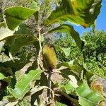 Banksia robur फूल