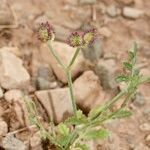 Turgenia latifolia Habitus