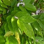 Wisteria sinensis Feuille