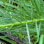 Lilium pomponium পাতা