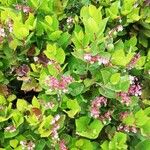 Gaultheria shallon Flower