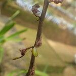 Bulbophyllum calyptratum Kwiat