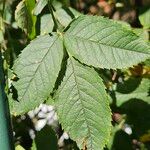 Rosa villosa Leaf