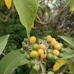 Solanum mauritianum Frukto