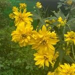 Rudbeckia laciniataBlomst