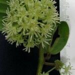 Smilax mollis Kita