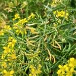 Rorippa sylvestris Fruit