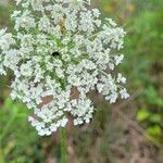 Daucus carota Cvet