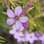 Diosma hirsuta 花