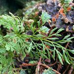 Cryptogramma crispa Blad