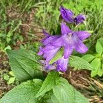 Campanula latifoliaFlower