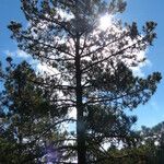 Pinus hartwegii عادت