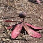 Gluta usitata Fruit