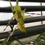 Phragmipedium longifolium Кветка