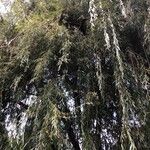 Salix × pendulina 葉