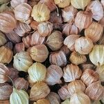 Physalis peruviana Fruit