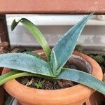 Agave guiengola Blad