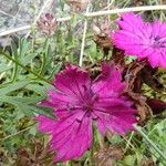 Dianthus carthusianorum Flower