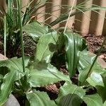 Veltheimia bracteata Fulla