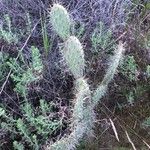 Opuntia littoralis List