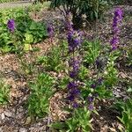 Campanula glomerata Hábito