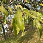 Pyrus nivalis Feuille