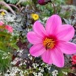 Dahlia merckii Flower