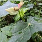Begonia formosana Λουλούδι