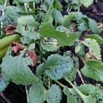 Doronicum caucasicum Leaf