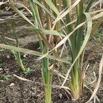 Typha orientalis Leaf