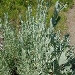 Artemisia tridentata 葉