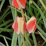 Tulipa clusiana Floro