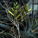 Deuterocohnia longipetala Fiore