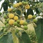 Solanum erianthum Fruit