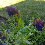 Cerinthe glabra Leaf