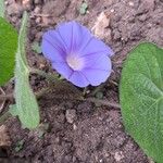 Ipomoea hederacea Bloem