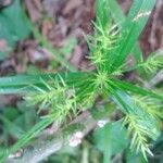 Cyperus meyenianus 花