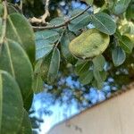 Copaifera langsdorffii Fruit