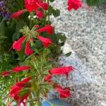 Salvia roemeriana Flor