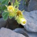 Potentilla nivalis Virág