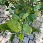 Citrus sinensis Blad