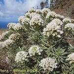 Echium brevirame Staniste