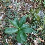 Daphne pontica Hoja