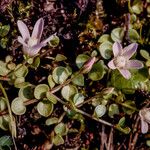 Anagallis tenella Flower