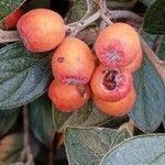 Cotoneaster franchetii Fruit