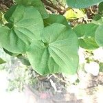 Aristolochia cymbifera Лист