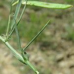 Vicia lathyroides Fruto