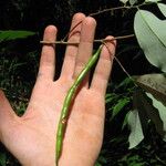 Sanrafaelia ruffonammari Fruto