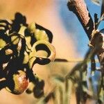 Dichrostachys cinerea Fruit