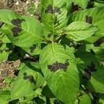 Persicaria virginiana Hoja